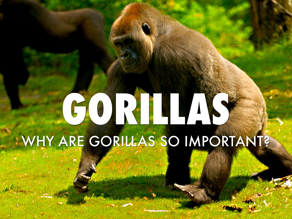 Gorillas by: Bailey Jinkens