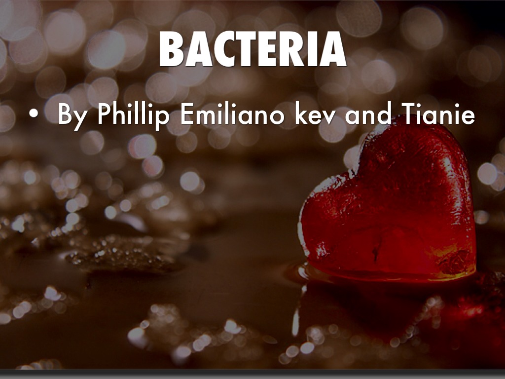 Bacteria 