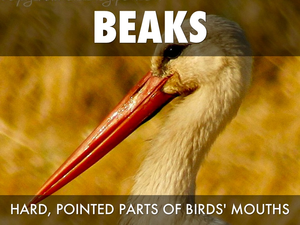 Lesson 6 Vocabulary by Laura Kapp