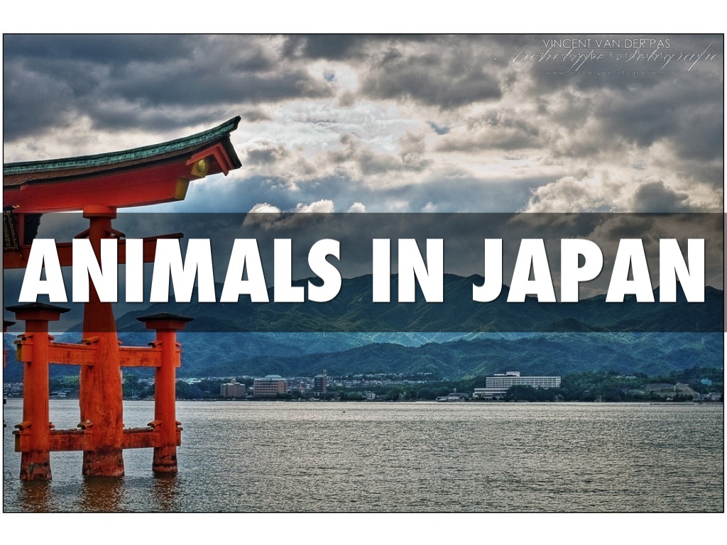 Japanese Animals