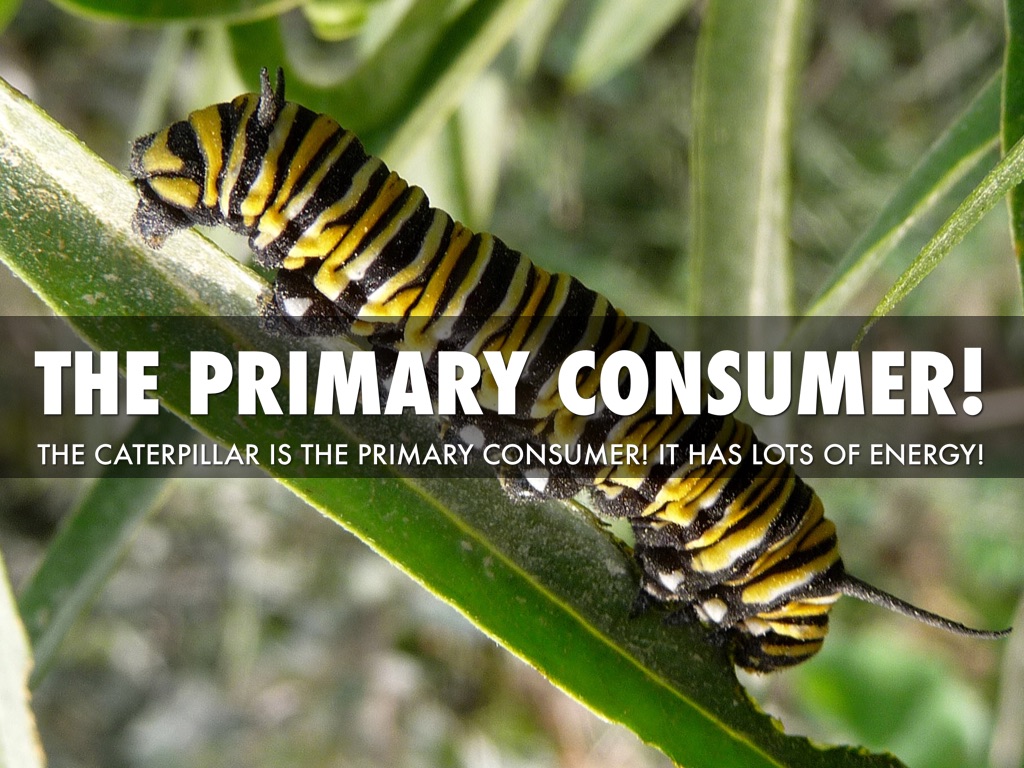 Food Chain by Jaden Adams