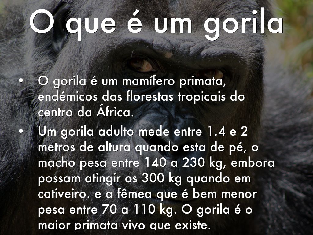 Gorila by lferreira0180, image size:1024x768