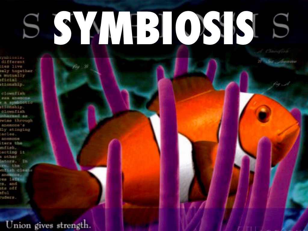 Symbiosis