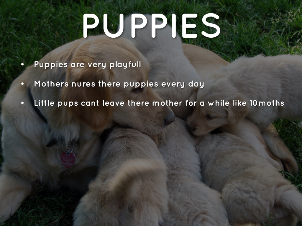 Puppies