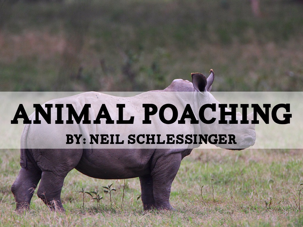Animal Poaching