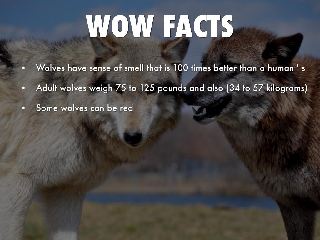 Wolves By Alana by p226