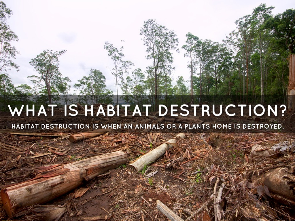 Animal Habitats by Aryan And Rui 4KrM