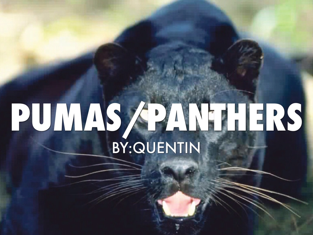 Puma/Panthers