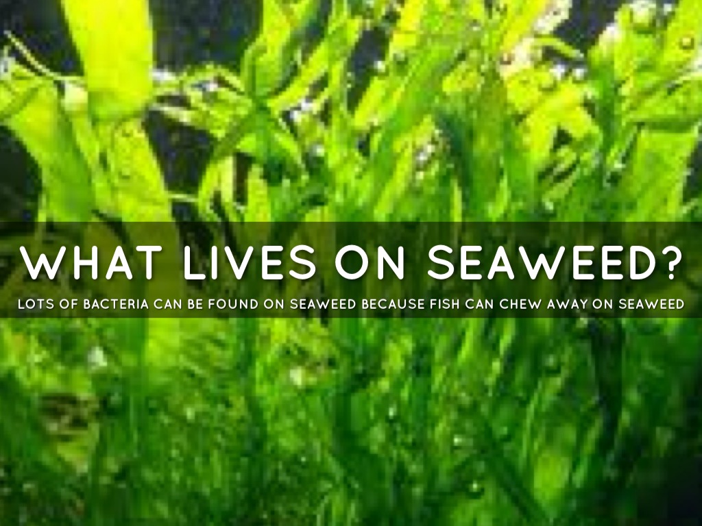 How Does Seaweed Reproduce