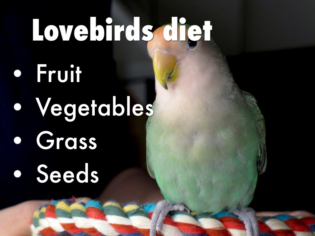 Diets For Birds by Tracie French