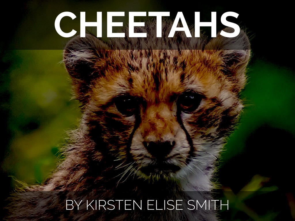Cheetahs