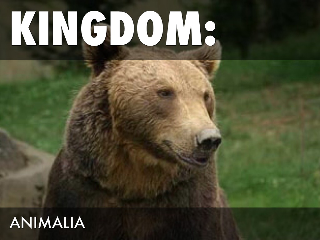 Brown Bear Classification 