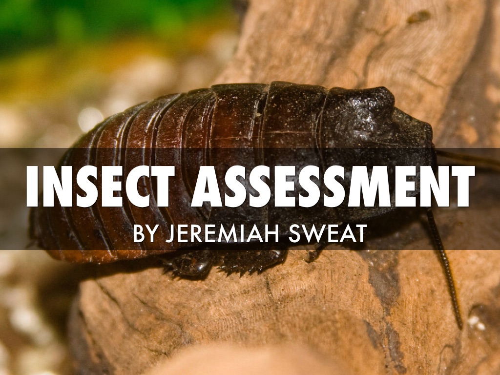 Insect Assessment 