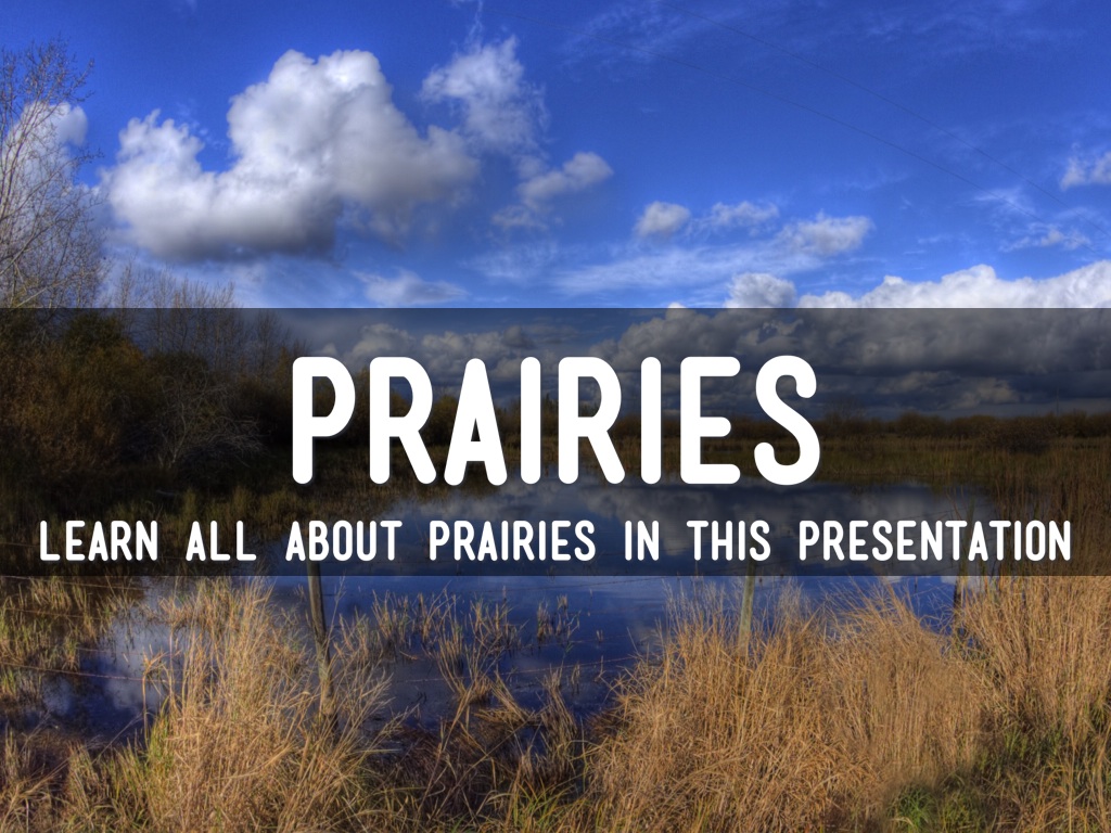 Prarie Animals And Plants
