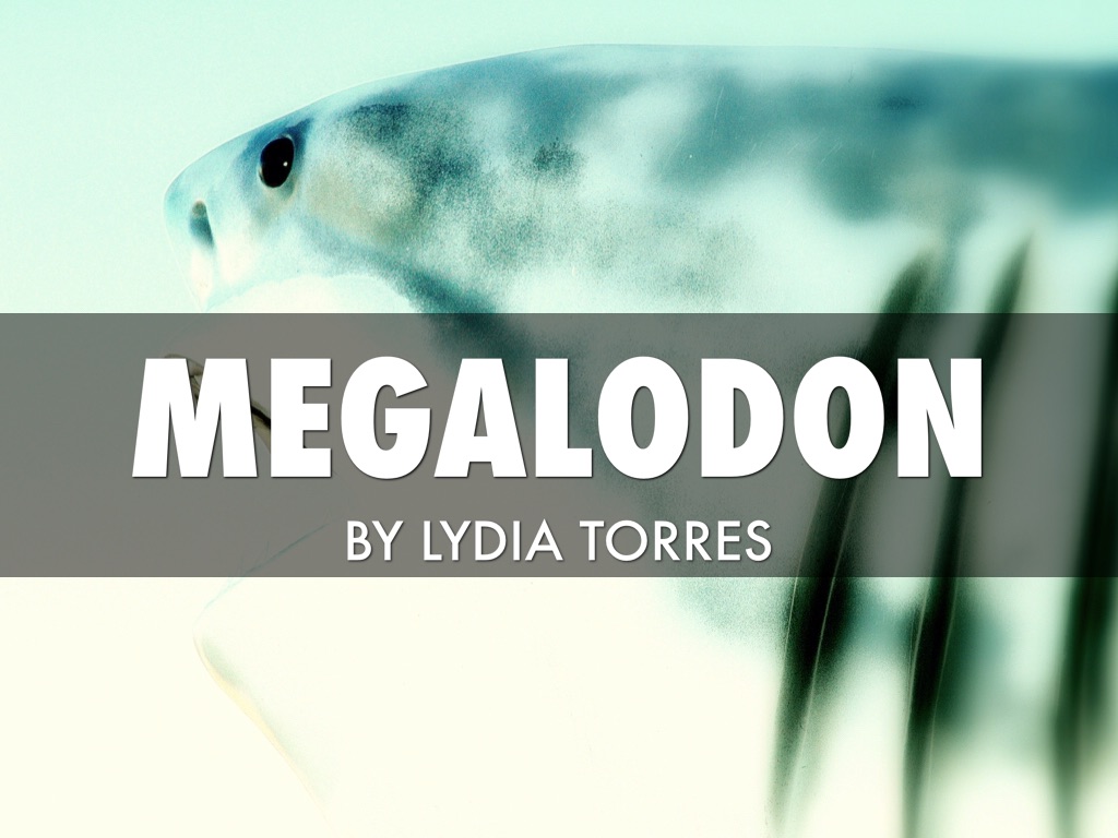Megalodon 