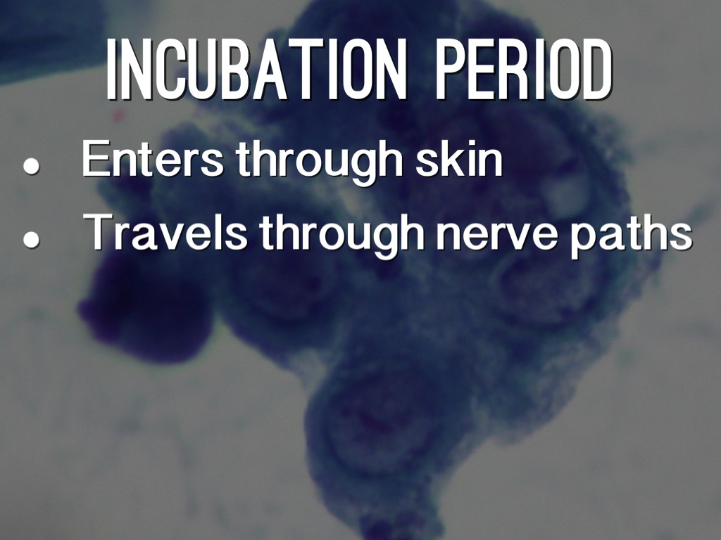 The Herpes Virus by abby17rose