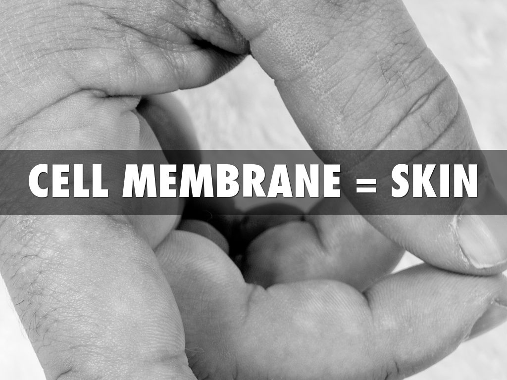 Cell Analogy: The Human Body