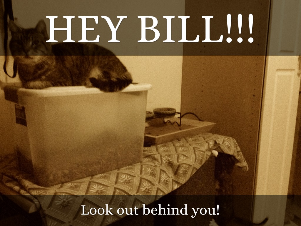 King Of The kitty Hill!