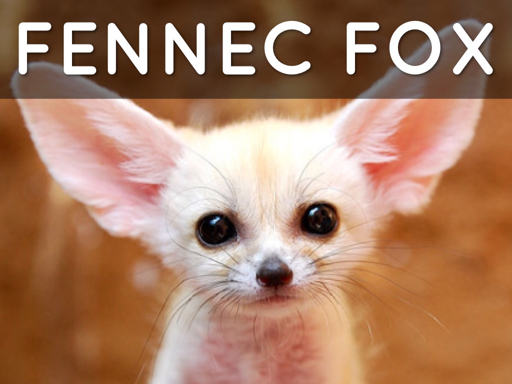 Fennec Fox