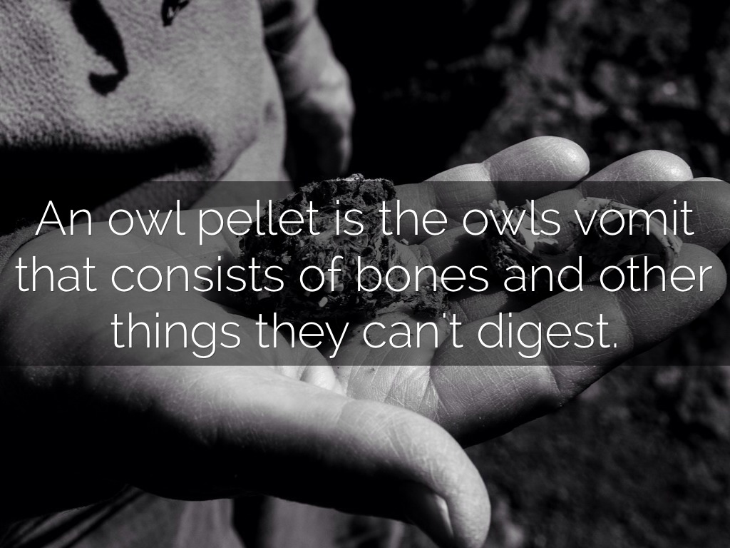 Owls by Maggie Wright