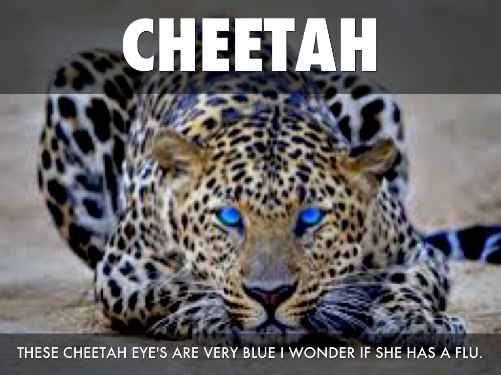 Cheetah