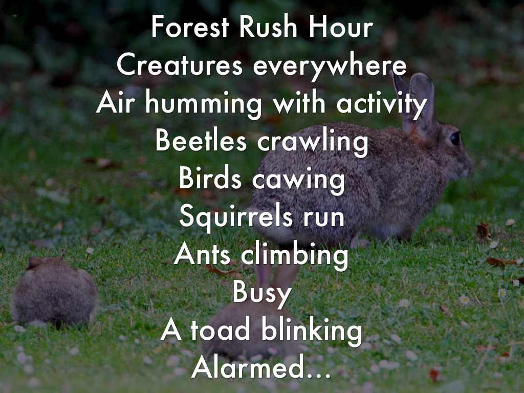 Copy of Forest Rush Hour
