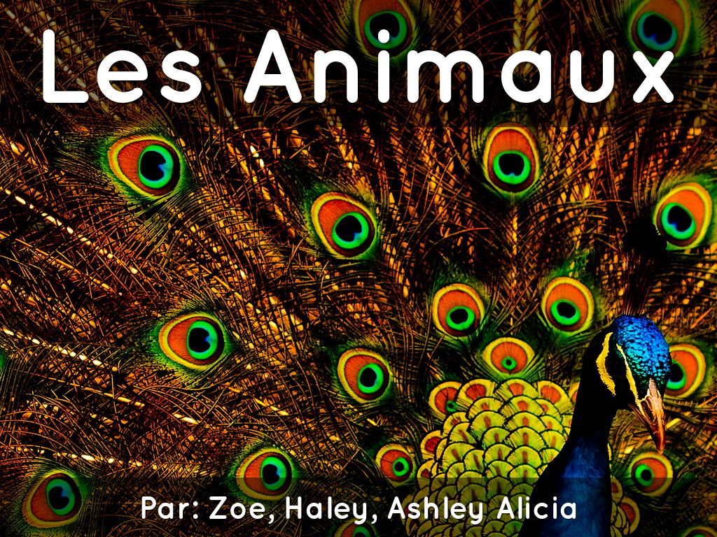 Les Animaux