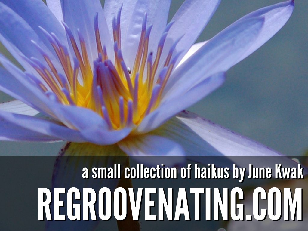 A collection of haiku poetry