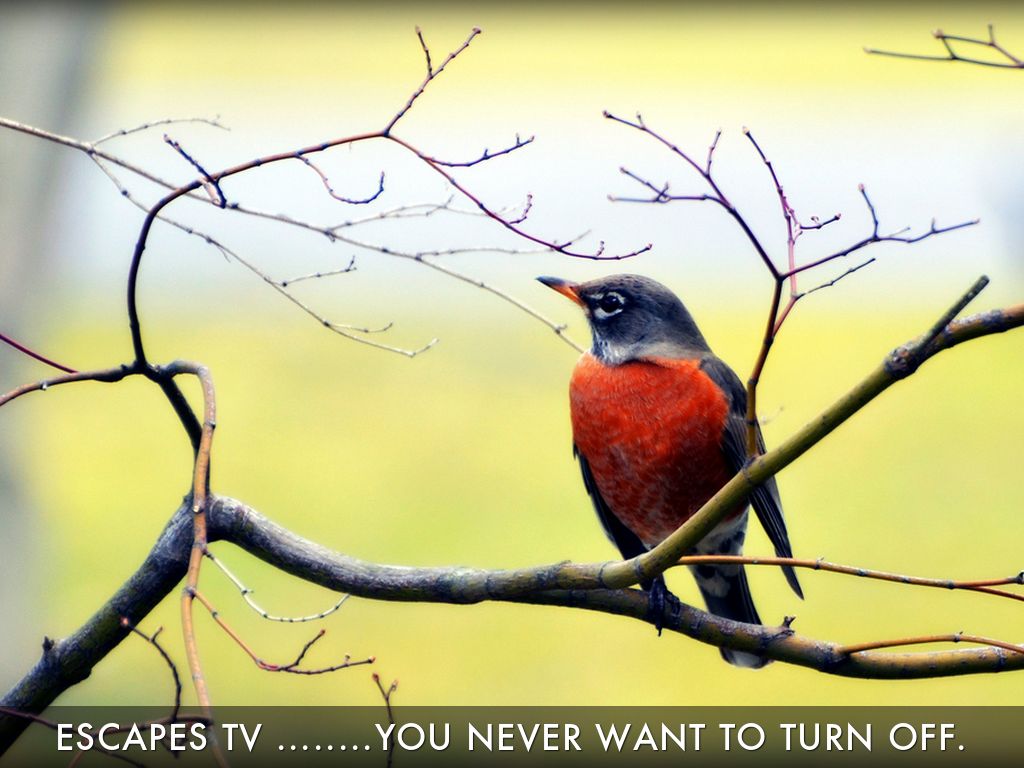 Copy of Untitled Haiku Deck