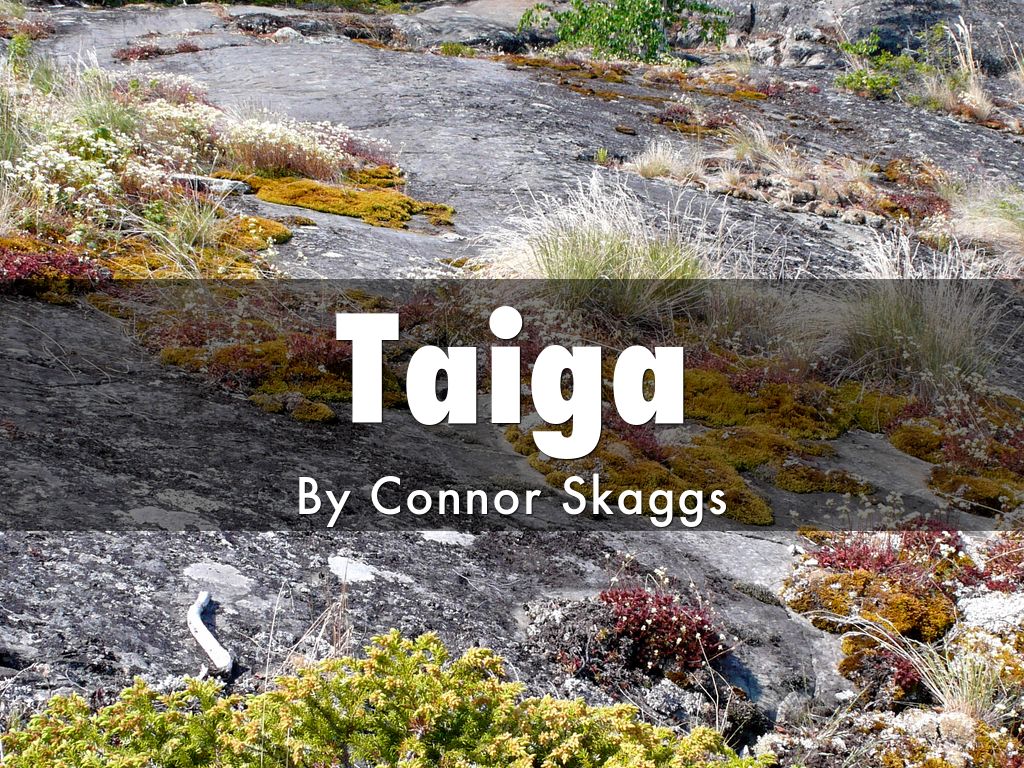 Taiga