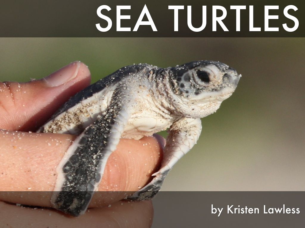 Sea Turtles