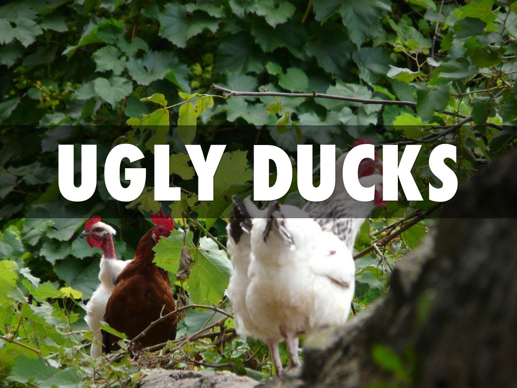 Ugly Ducks