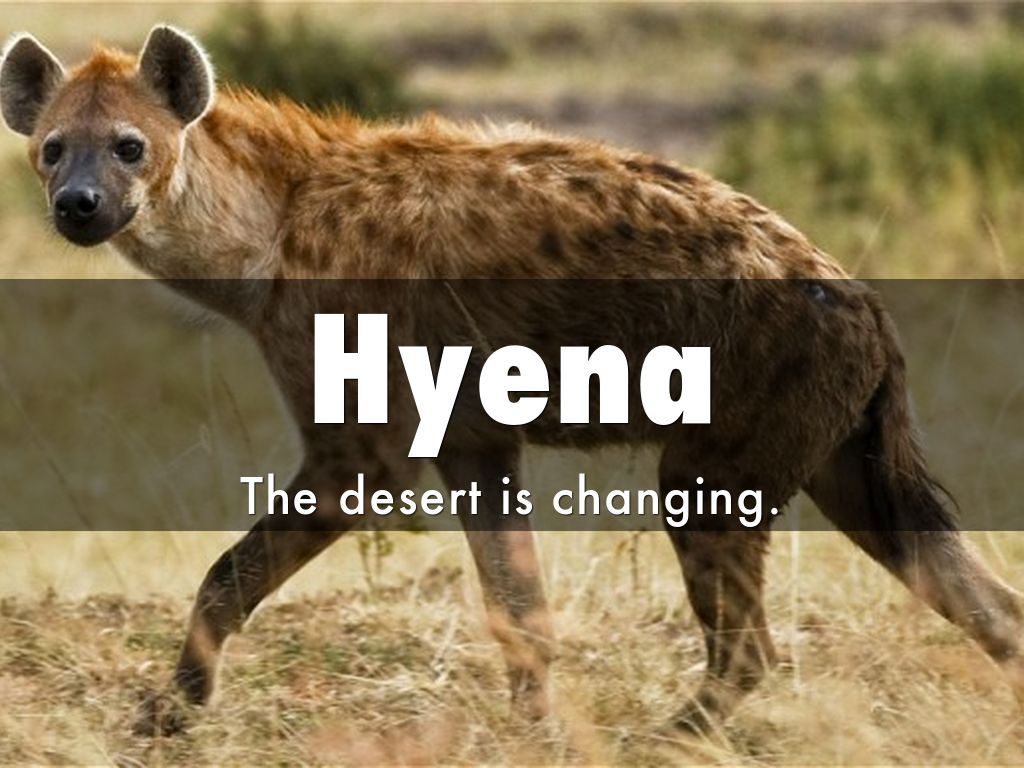 Hyena