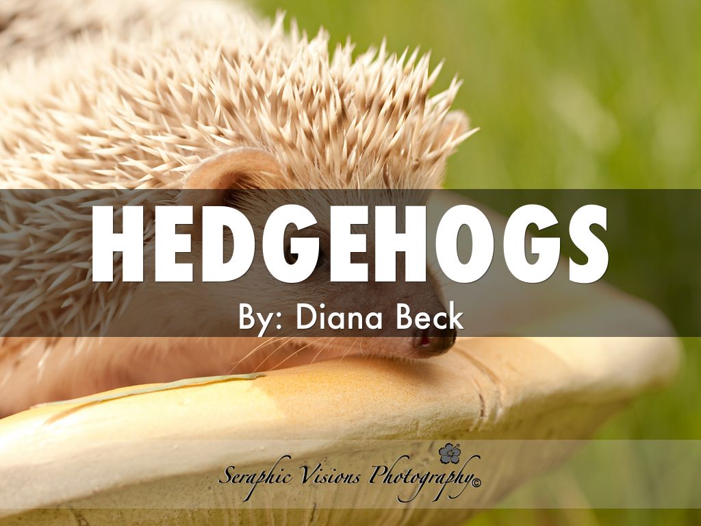 hedgehogs