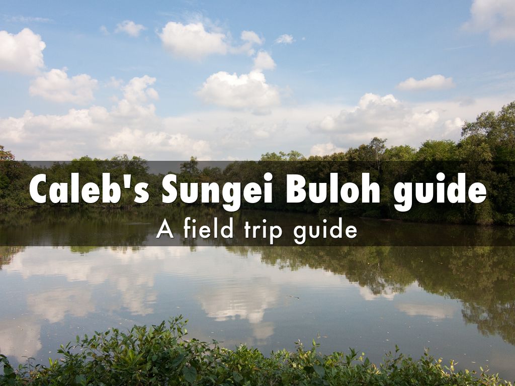 Caleb's Sungei Buloh guide