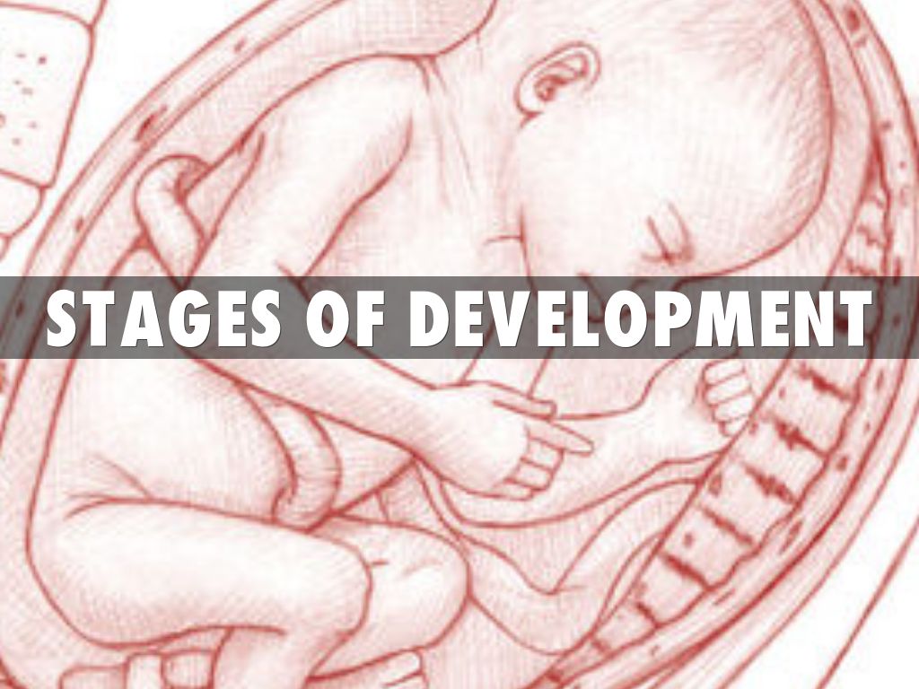 Stages of development