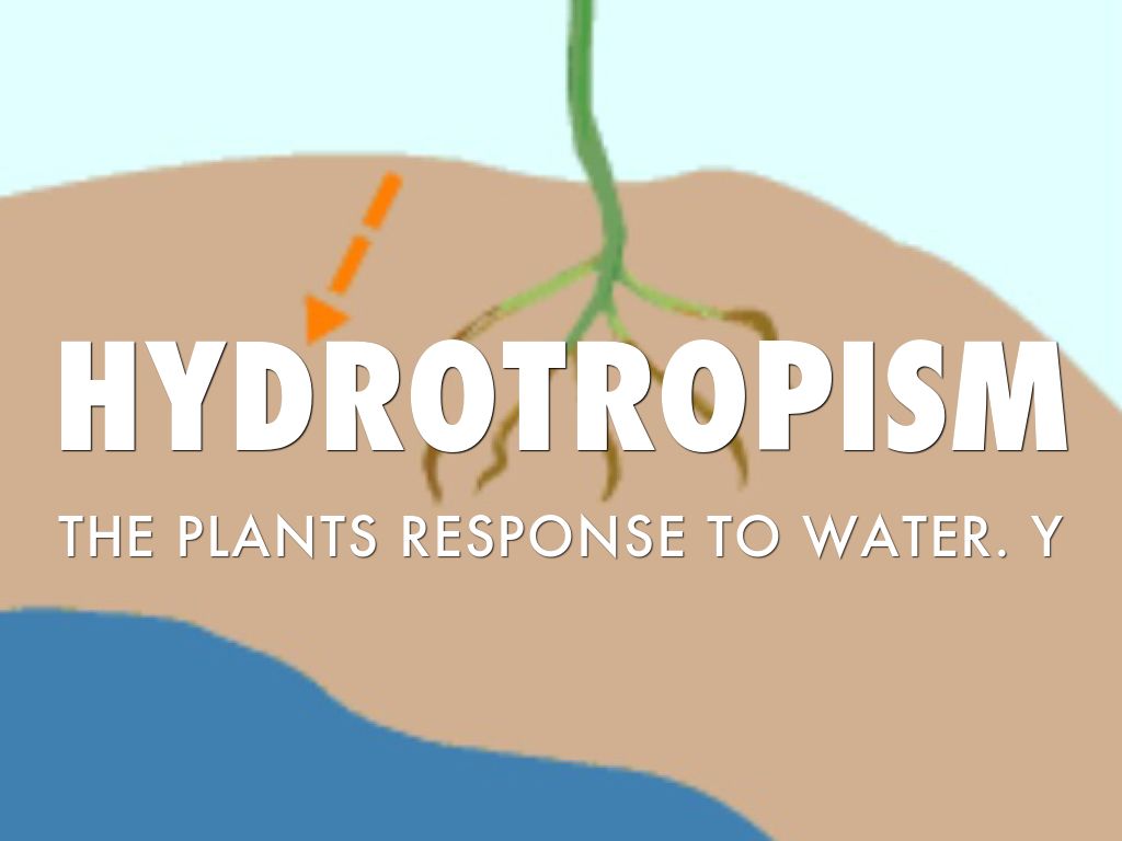 Tropism 