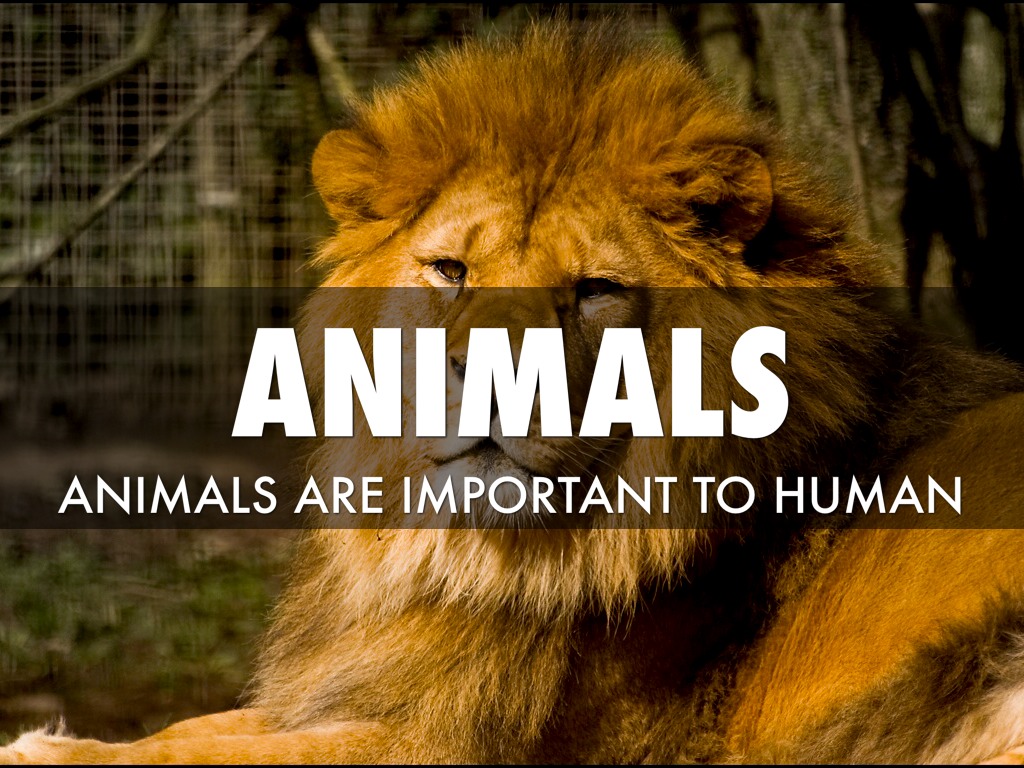 Animals by David Frahill