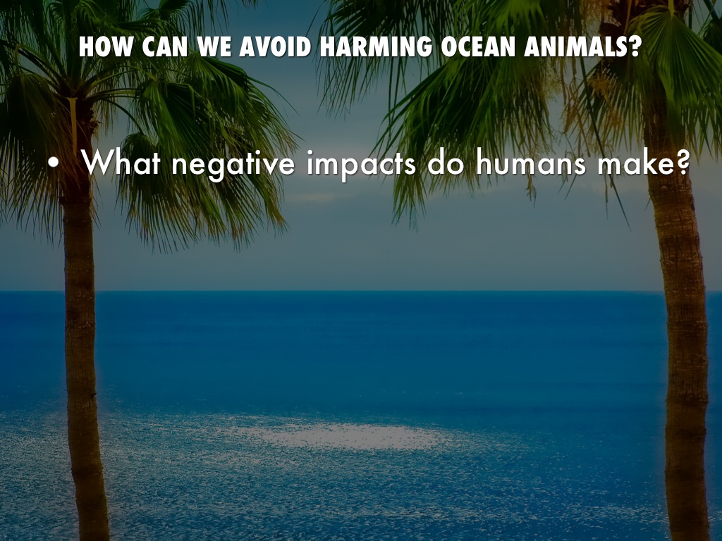 How can we avoid harming ocean animals?