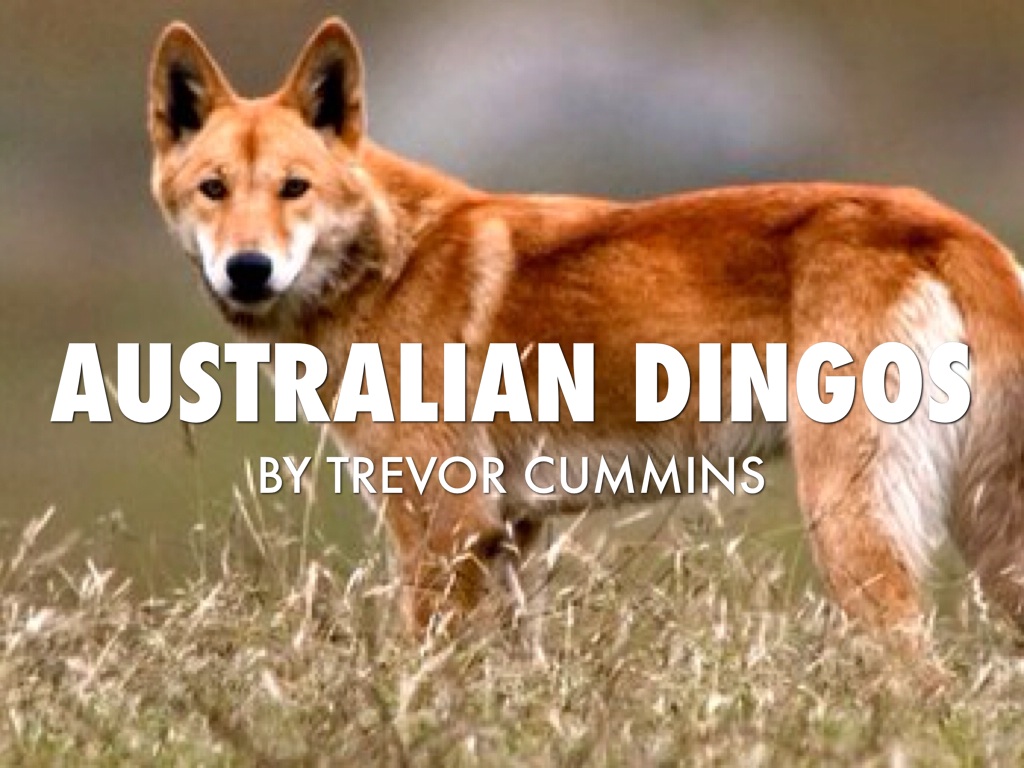 Australian Dingos 
