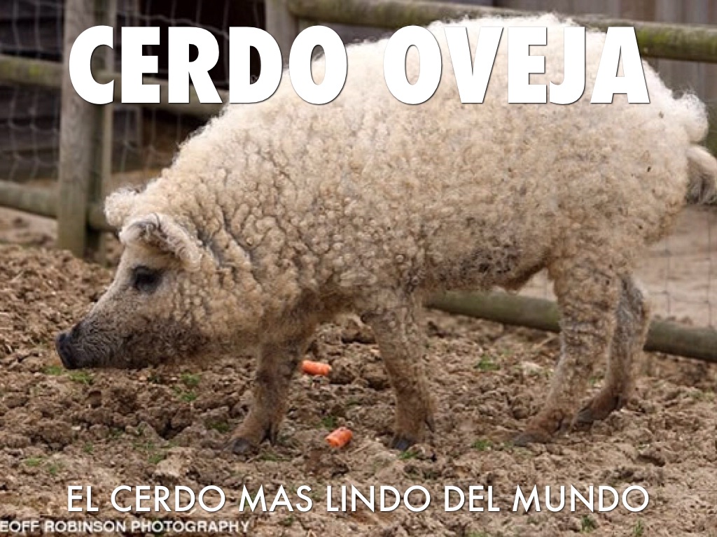 Cerdo oveja 