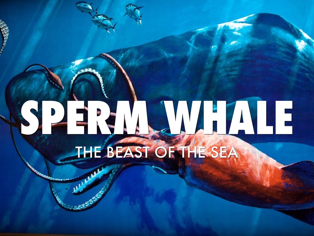 Sperm Whale