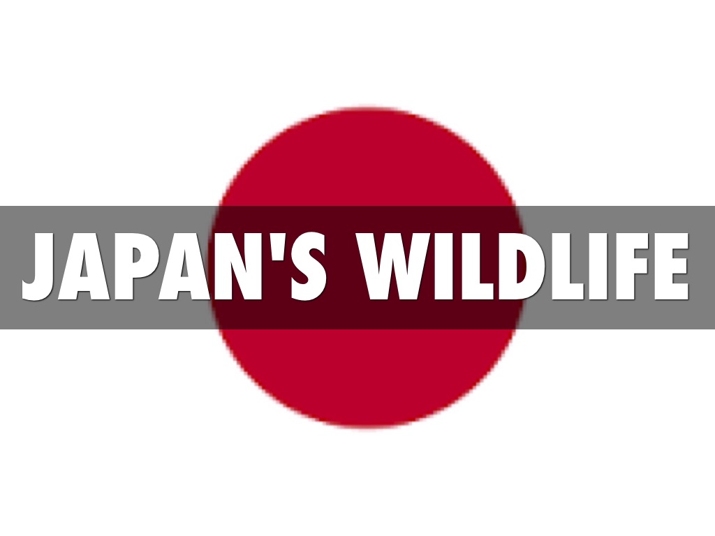 Japan's Destructive Wildlife