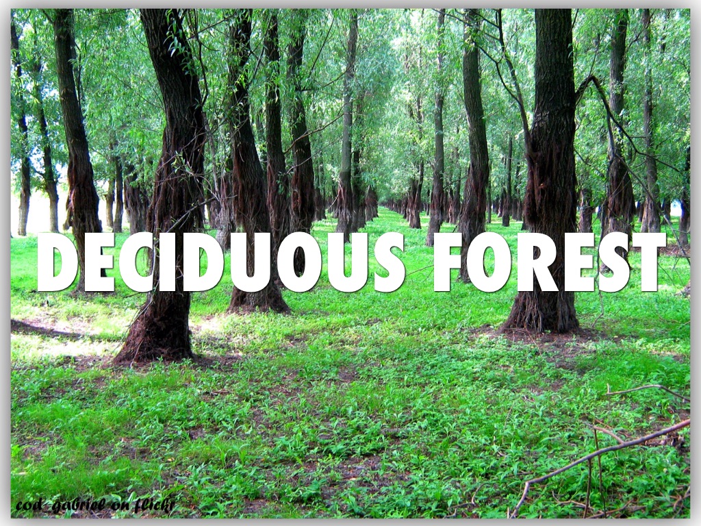 Deciduous Forest