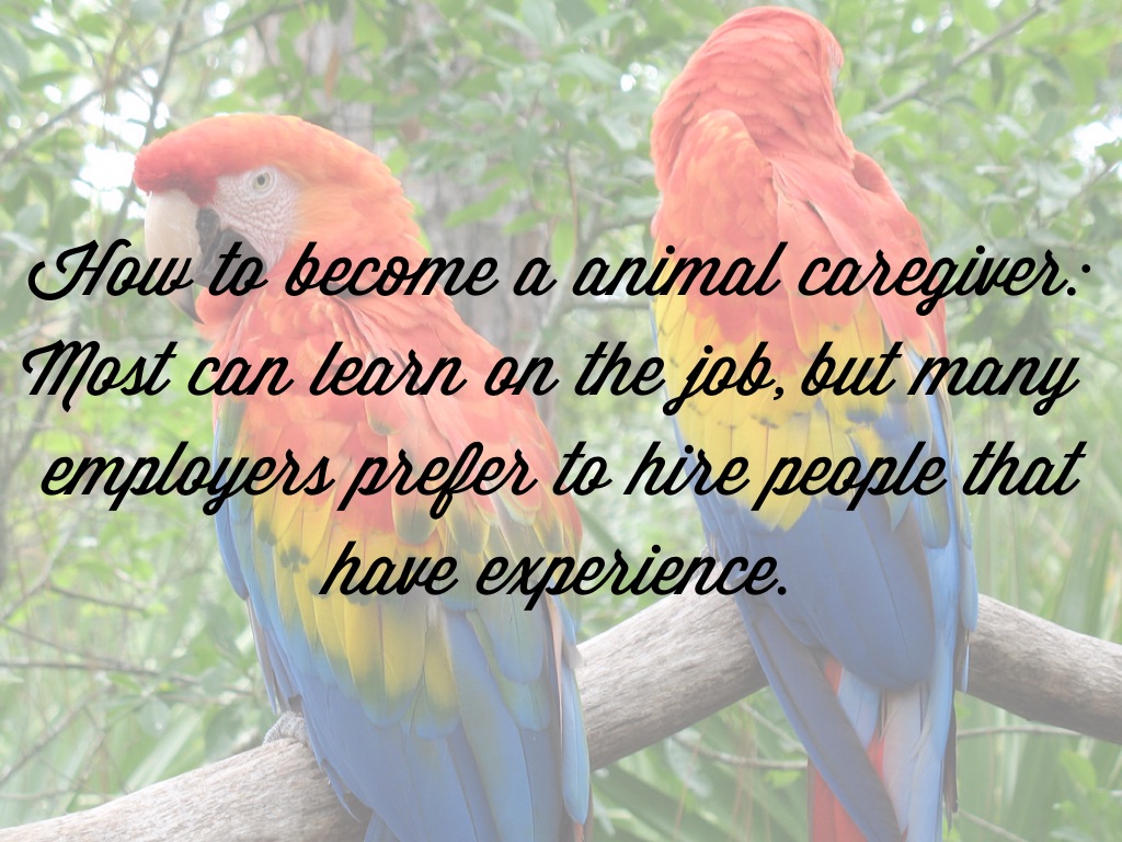 Copy of Animal Caretaker by sam adams