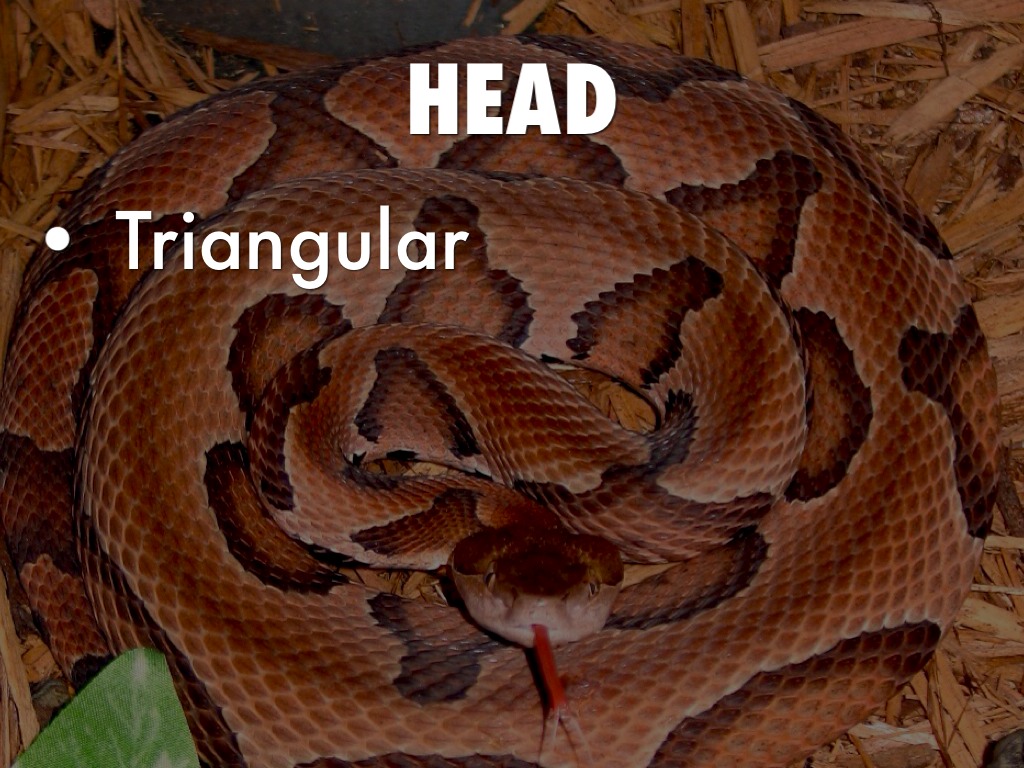 Copperhead by Hunter Kyle