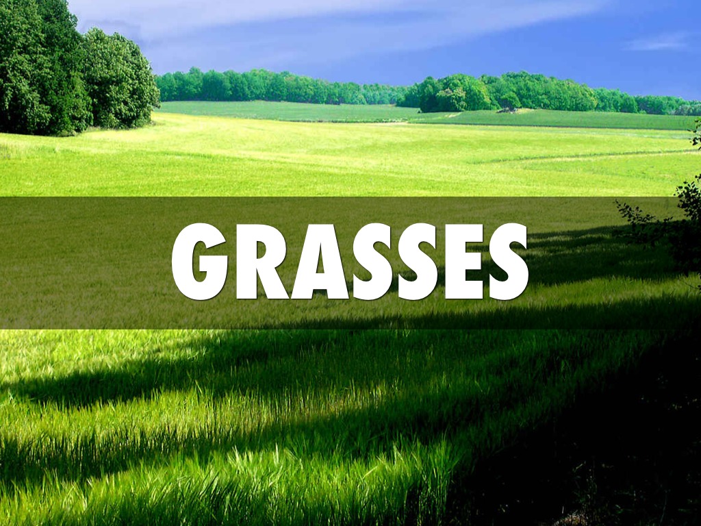 Grasses