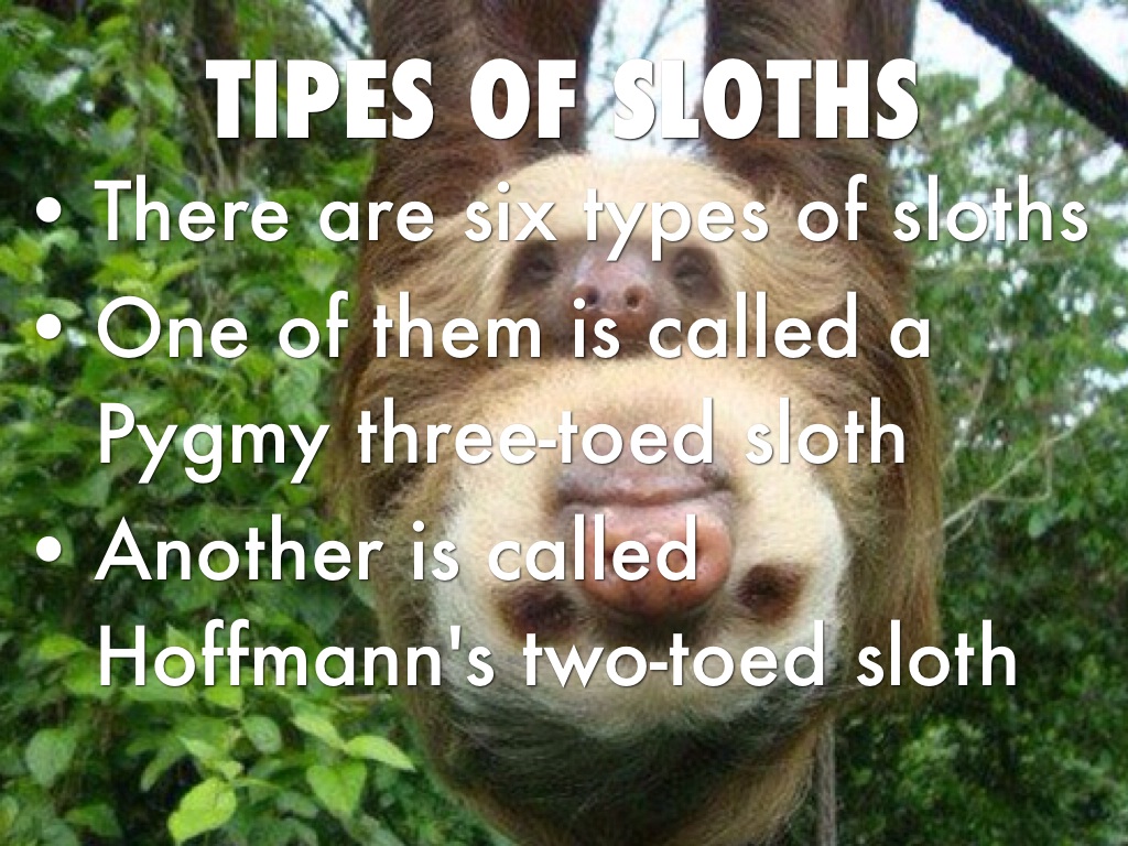 Sloths by Daniel Reyes