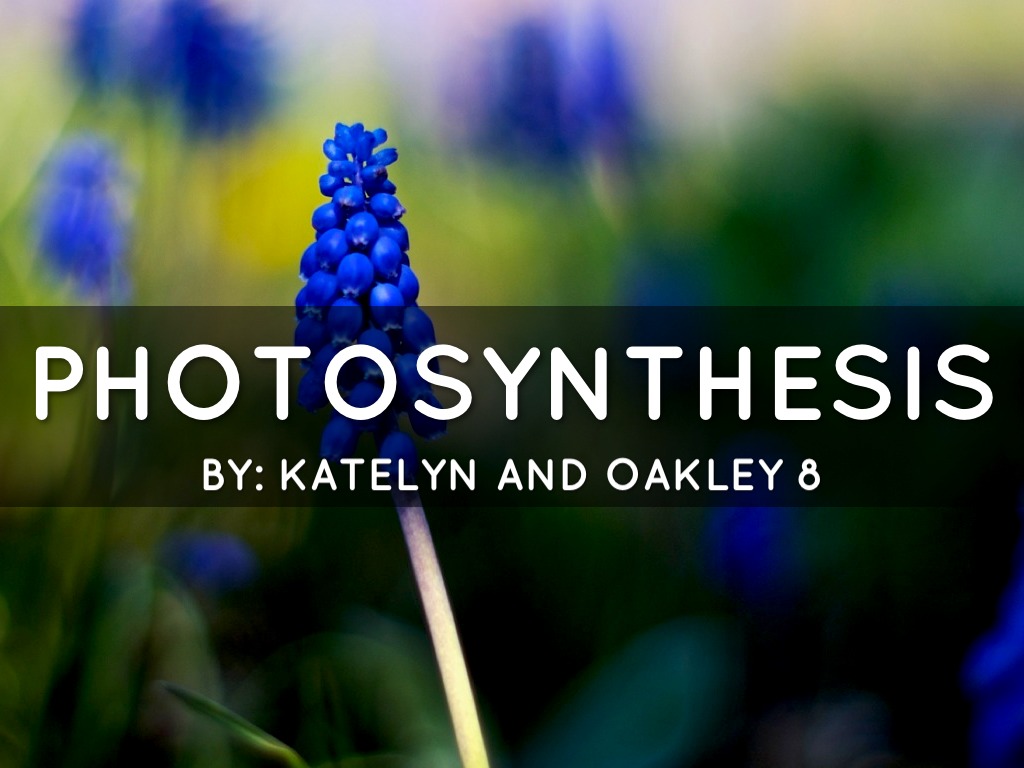 Photosynthesis Oakley&Katelyn 8