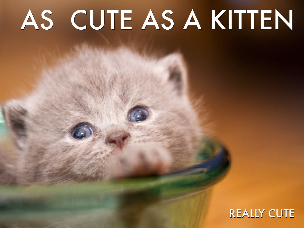 as cute as a kitten